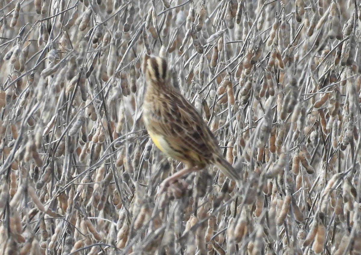 ヒガシマキバドリ - ML645220005