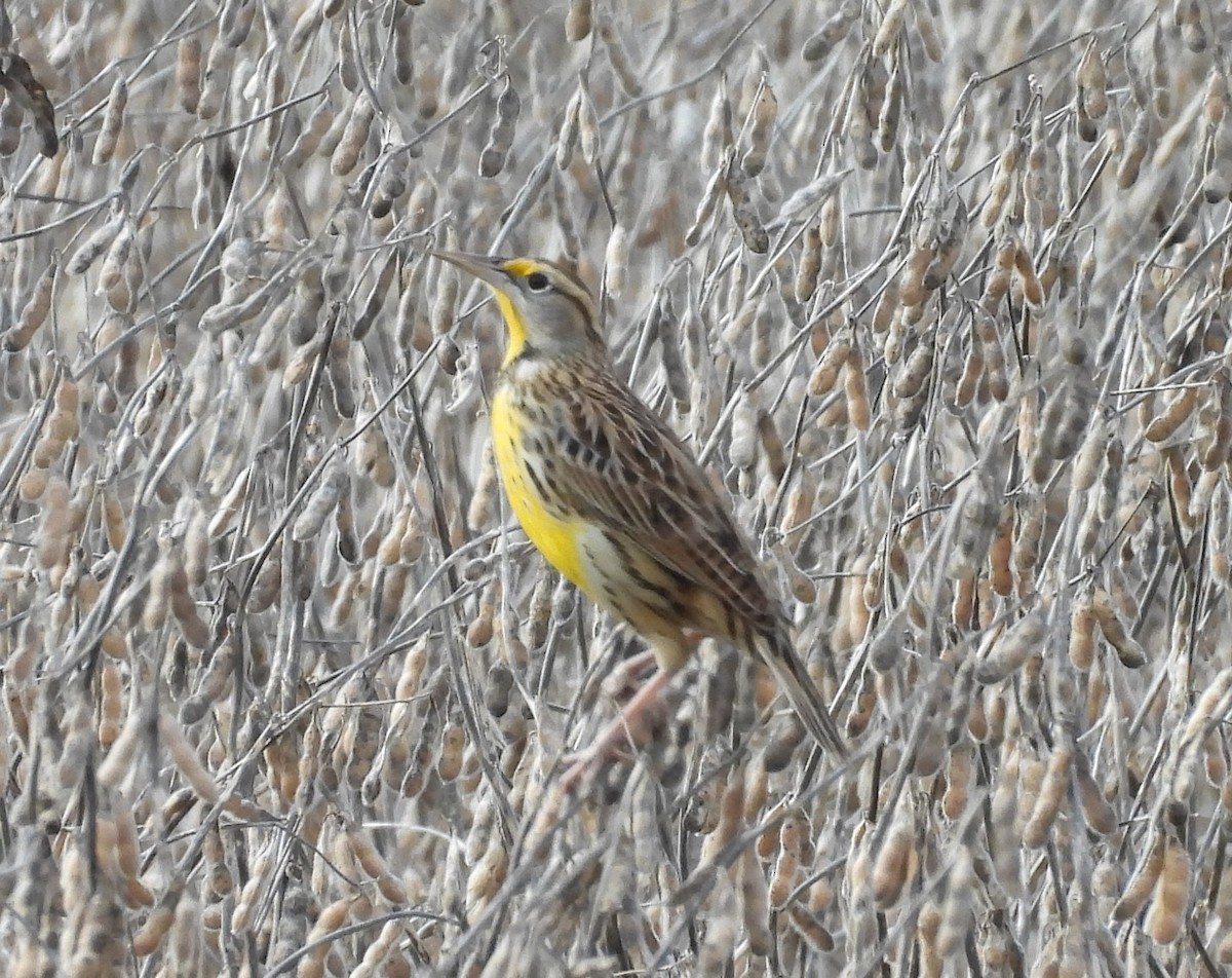 ヒガシマキバドリ - ML645220006