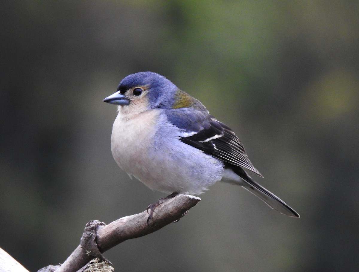 マデイラズアオアトリ - ML645220007