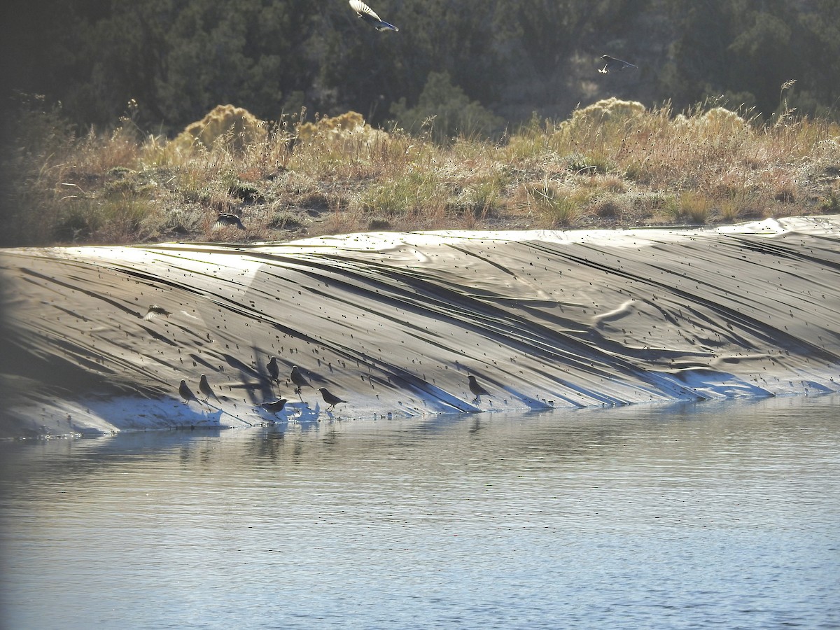 チャカタルリツグミ - ML645220009