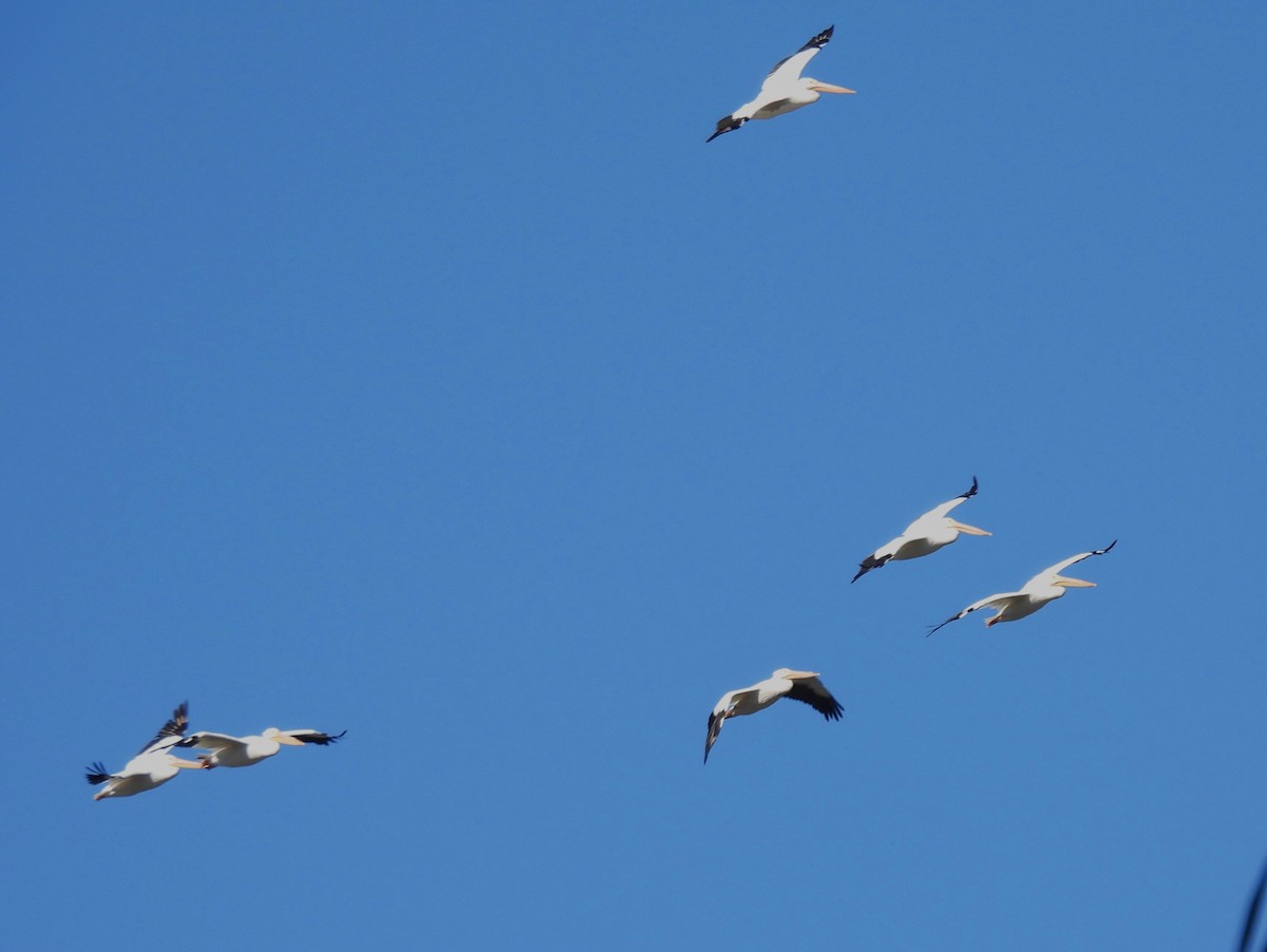 アメリカシロペリカン - ML645220010