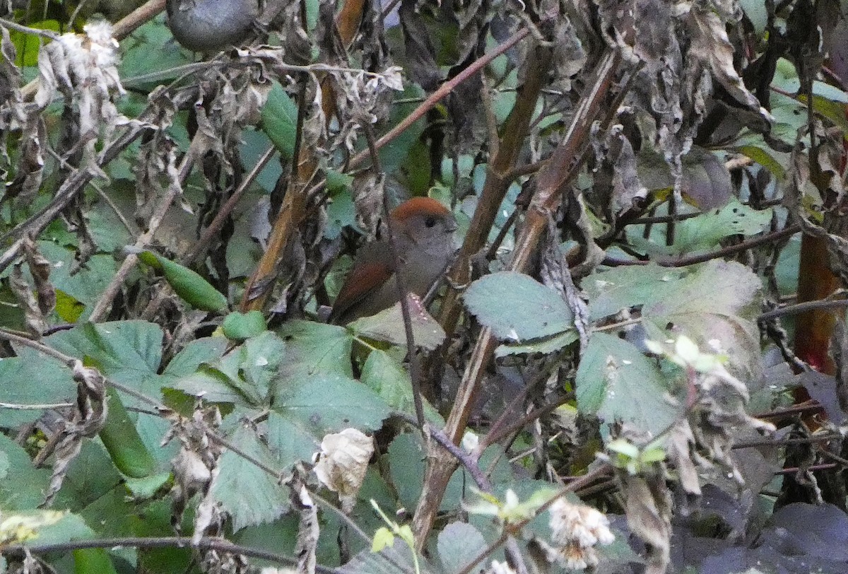 ダルマエナガ - ML645220011