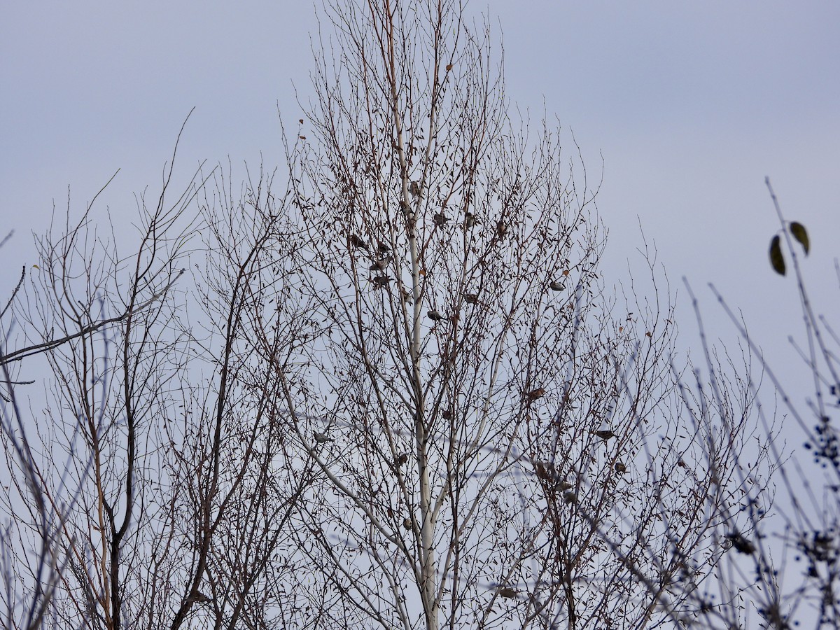 ベニヒワ - ML645220012