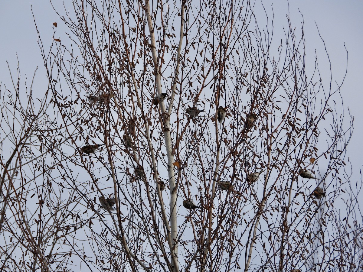 ベニヒワ - ML645220013