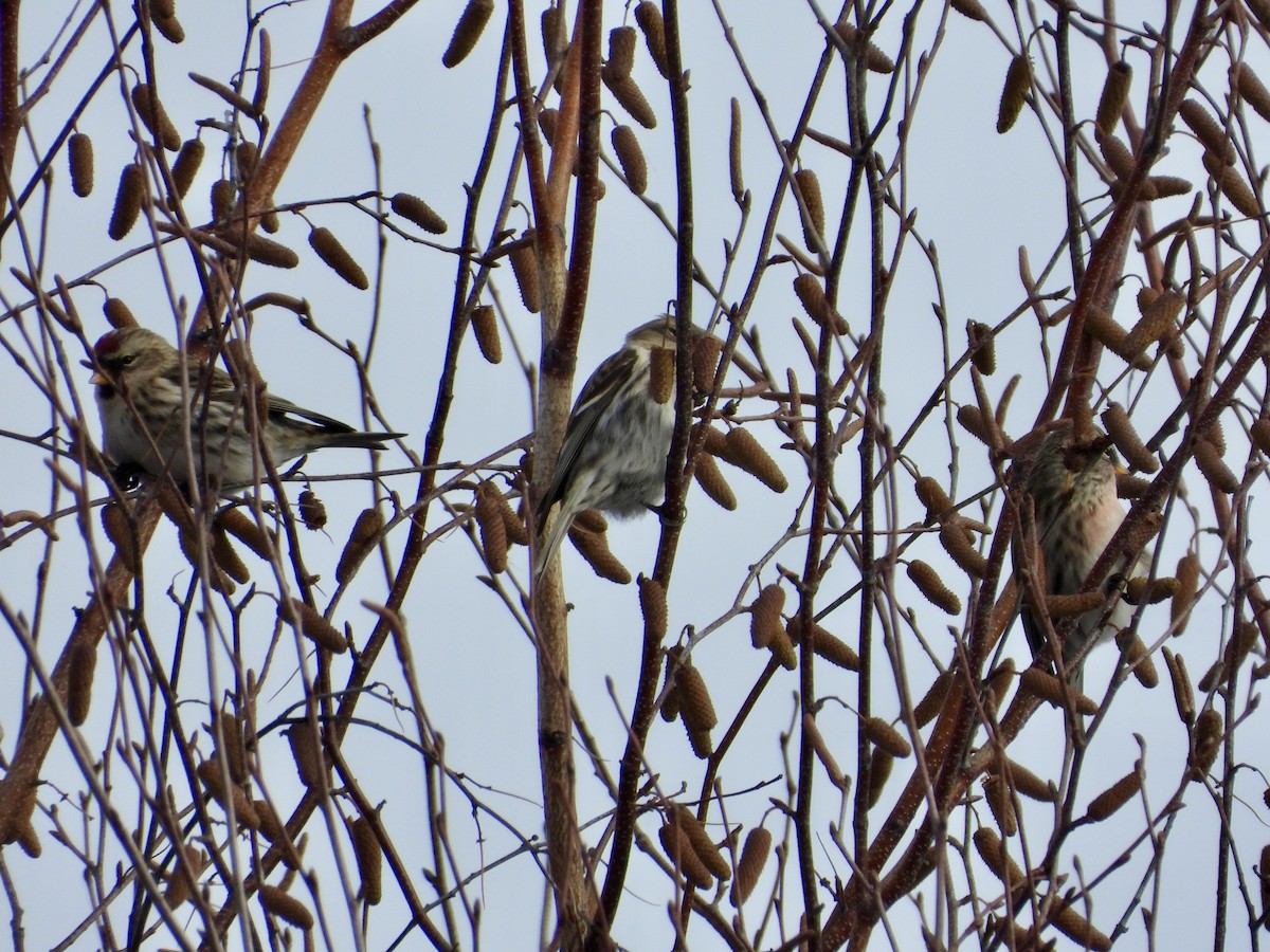 ベニヒワ - ML645220014