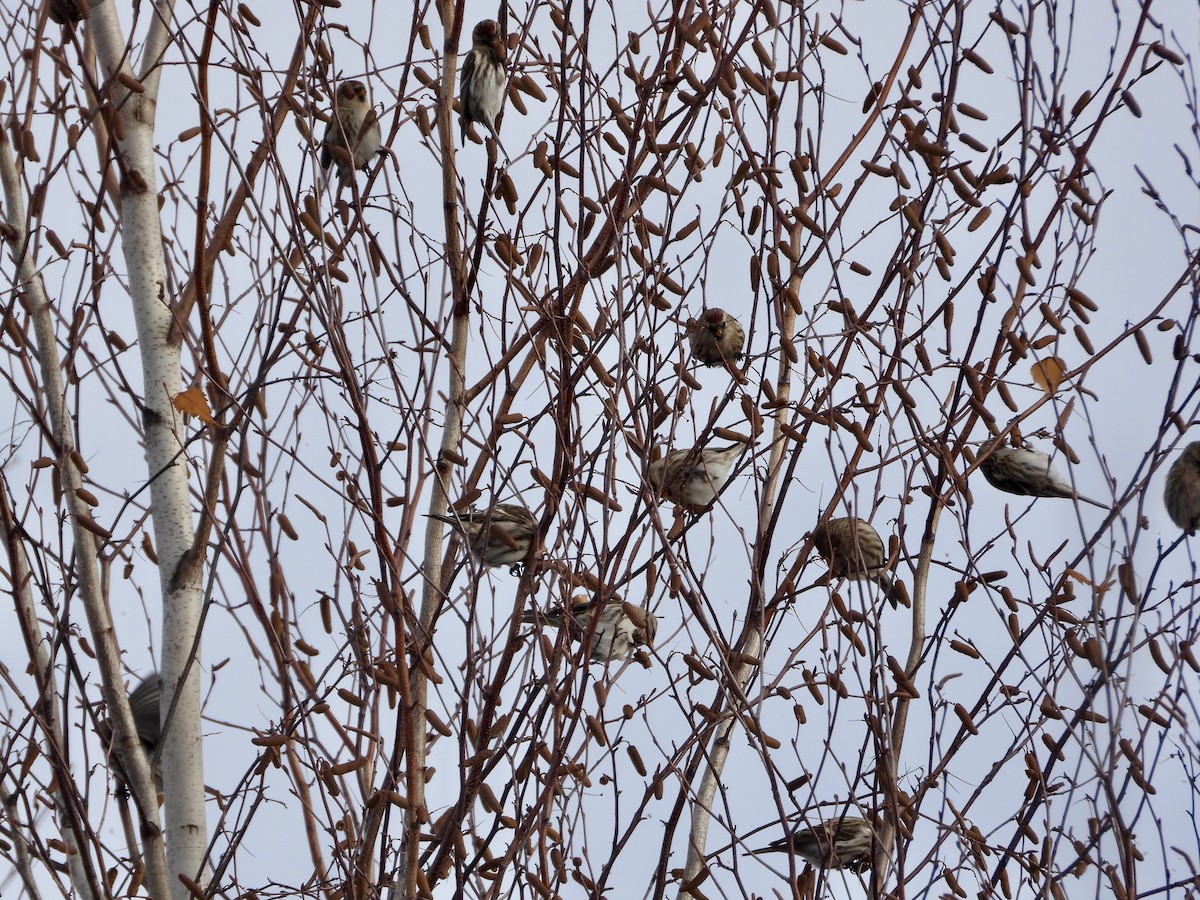 ベニヒワ - ML645220015