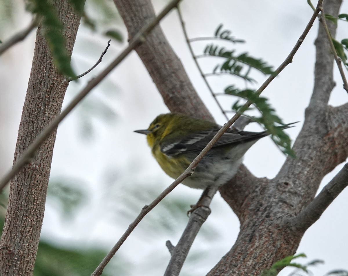 マツアメリカムシクイ - ML645220017