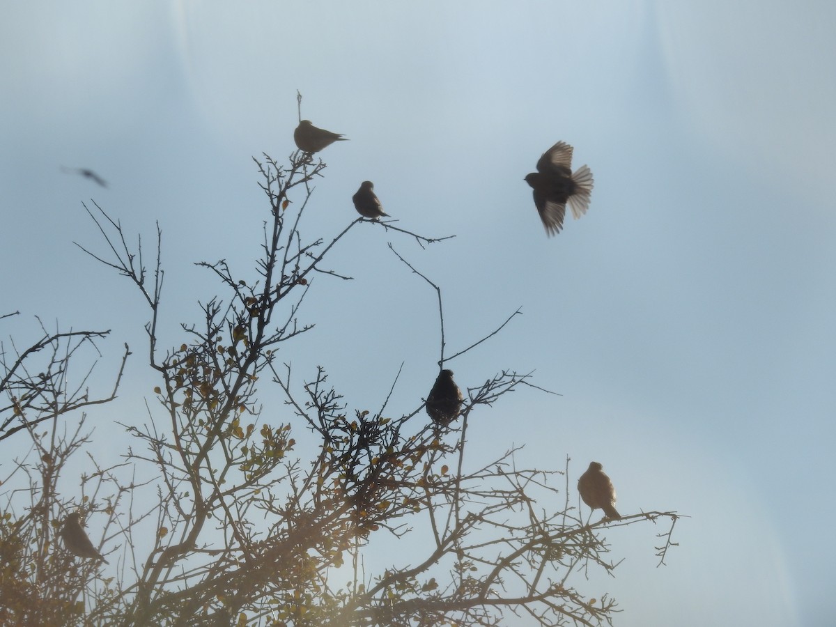 チャカタルリツグミ - ML645220018