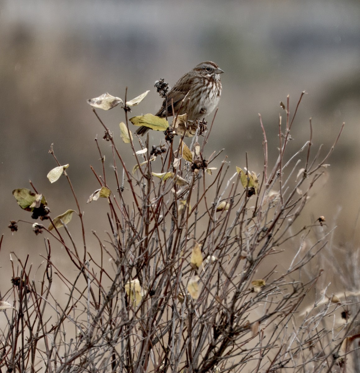 ウタスズメ - ML645220020