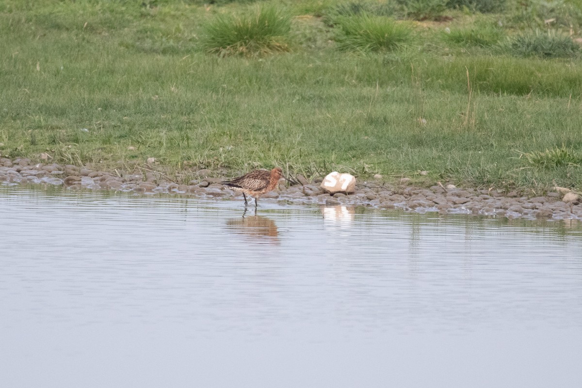 břehouš rudý - ML645220026