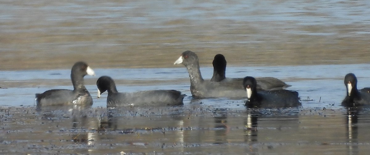 Foulque d'Amérique - ML645220035