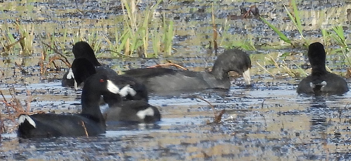 Foulque d'Amérique - ML645220036