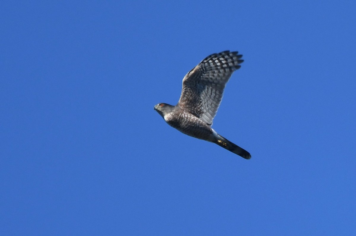Cooper's Hawk - ML645220038