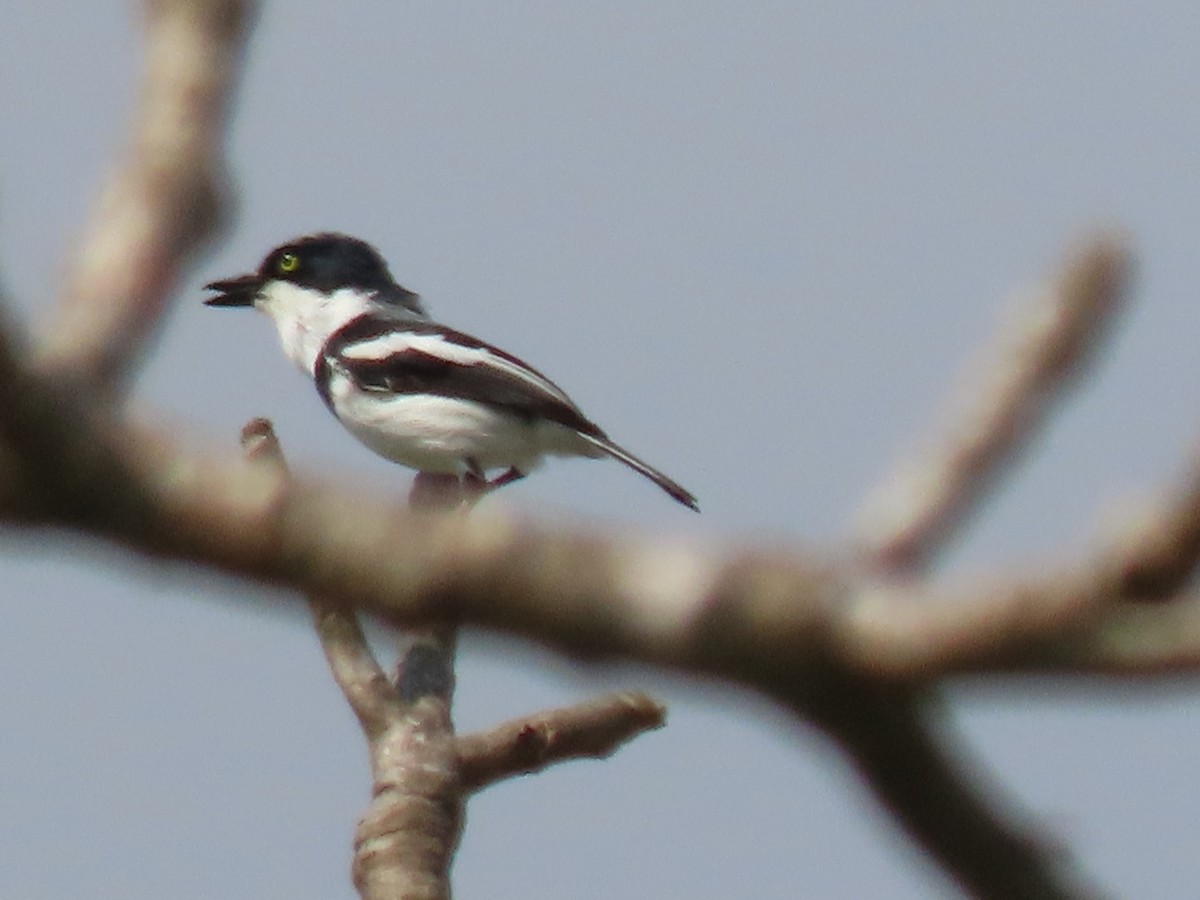 Pale Batis - ML645220041