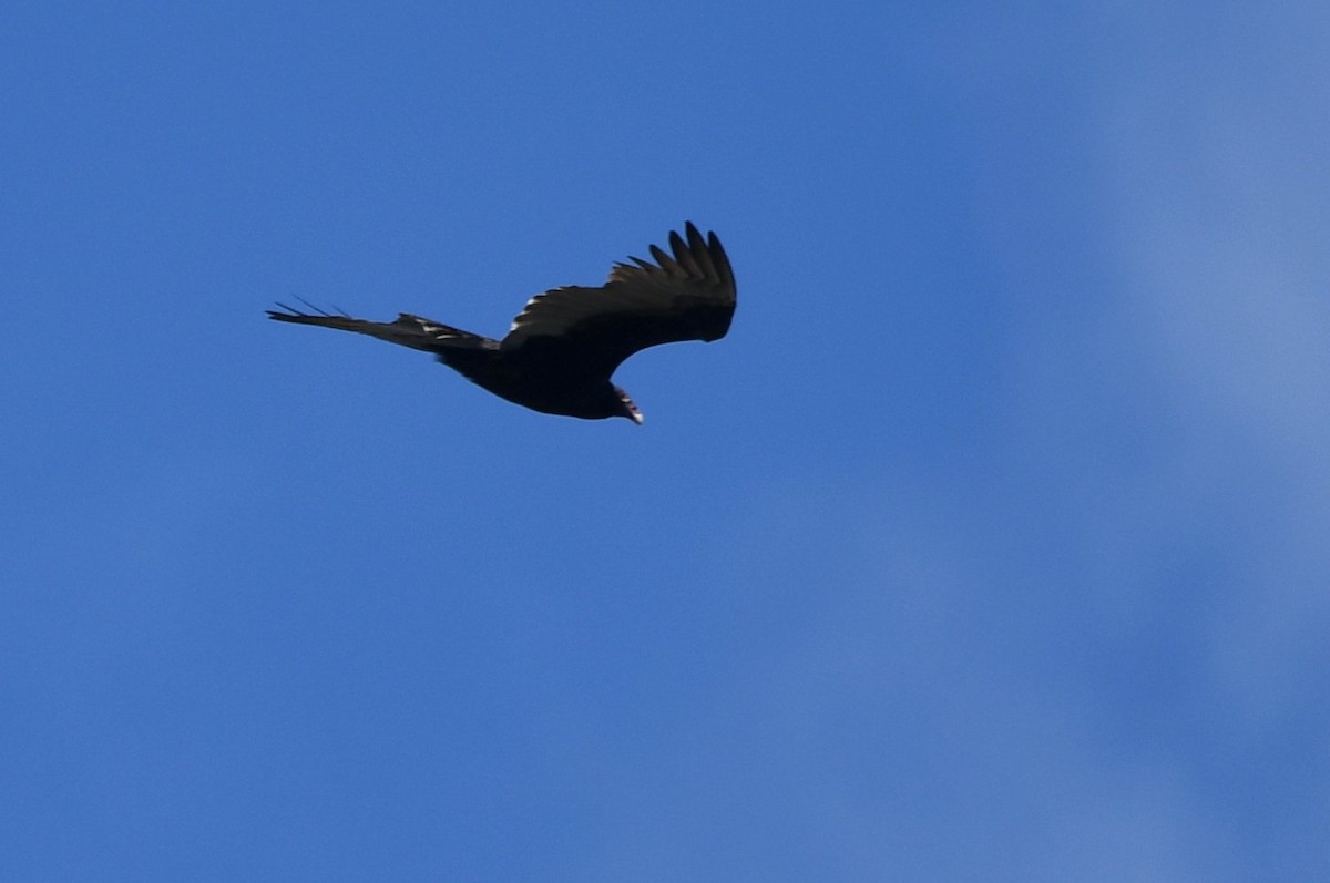 Turkey Vulture - ML645220044