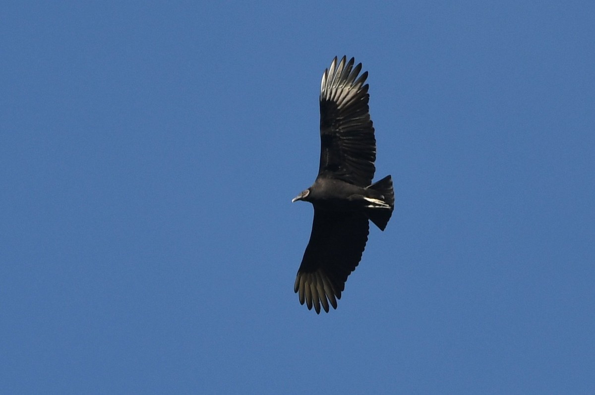 Чёрная катарта - ML645220045