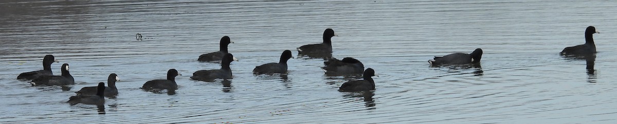 Foulque d'Amérique - ML645220046