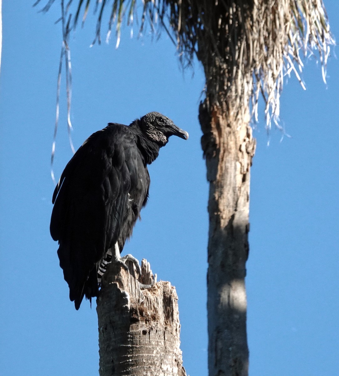 Чёрная катарта - ML645220047