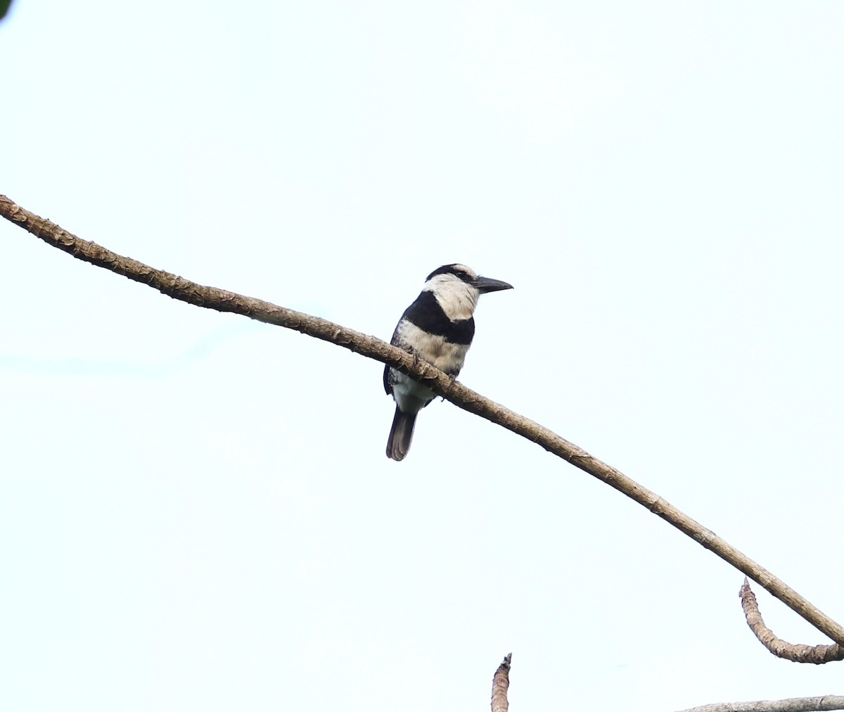 White-necked Puffbird - ML645220049