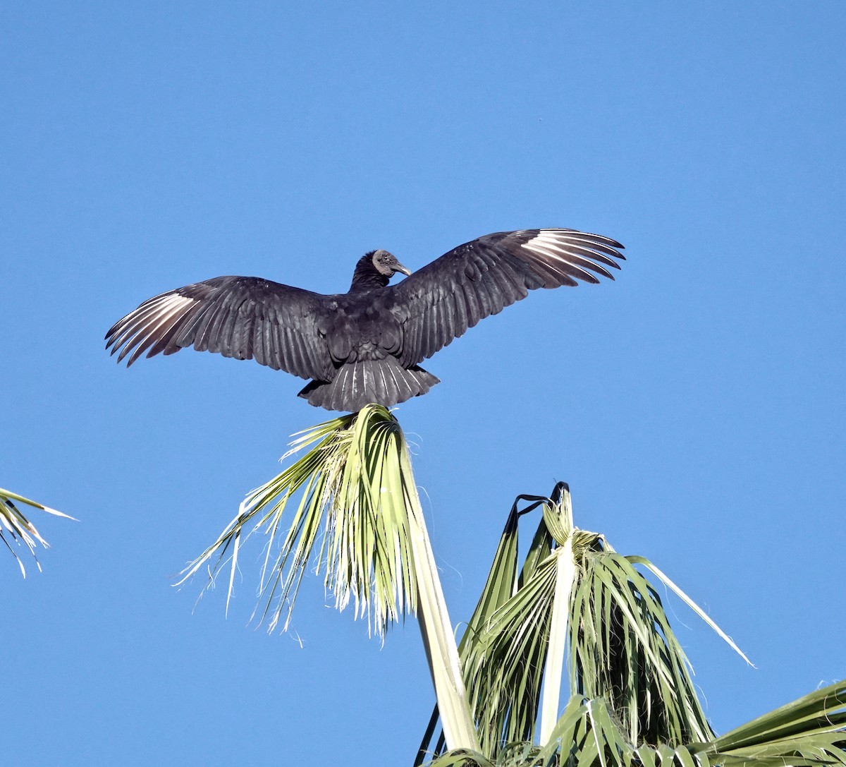 Чёрная катарта - ML645220053