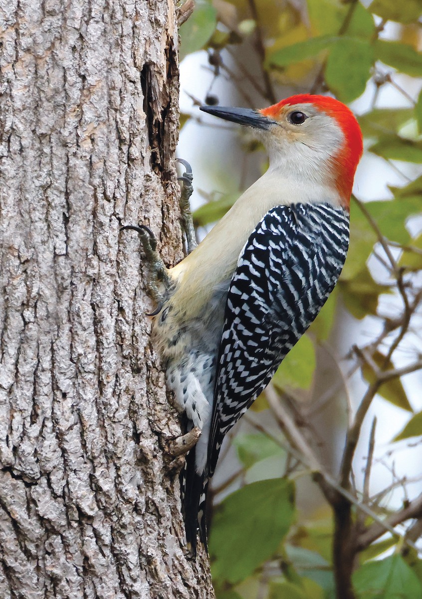 Red-bellied Woodpecker - ML645220071