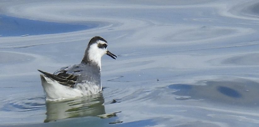 Red Phalarope - ML645220098