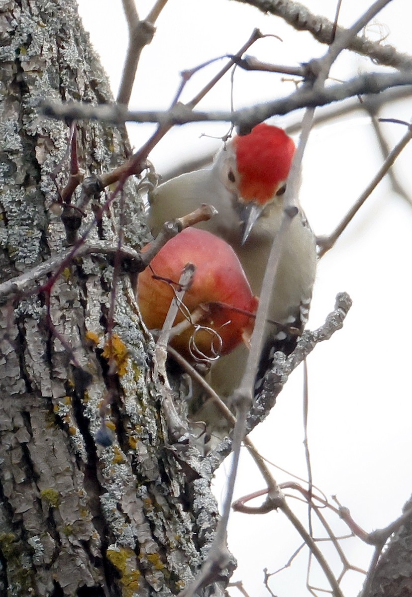 Red-bellied Woodpecker - ML645220099
