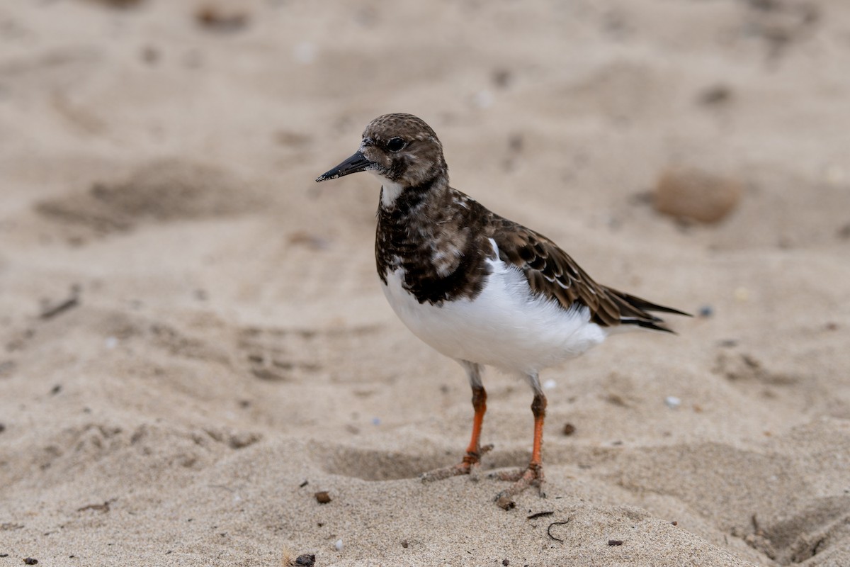 kamenáček pestrý - ML645220100