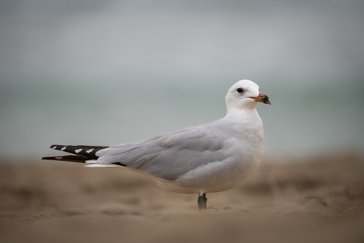 racek zelenonohý - ML645220108