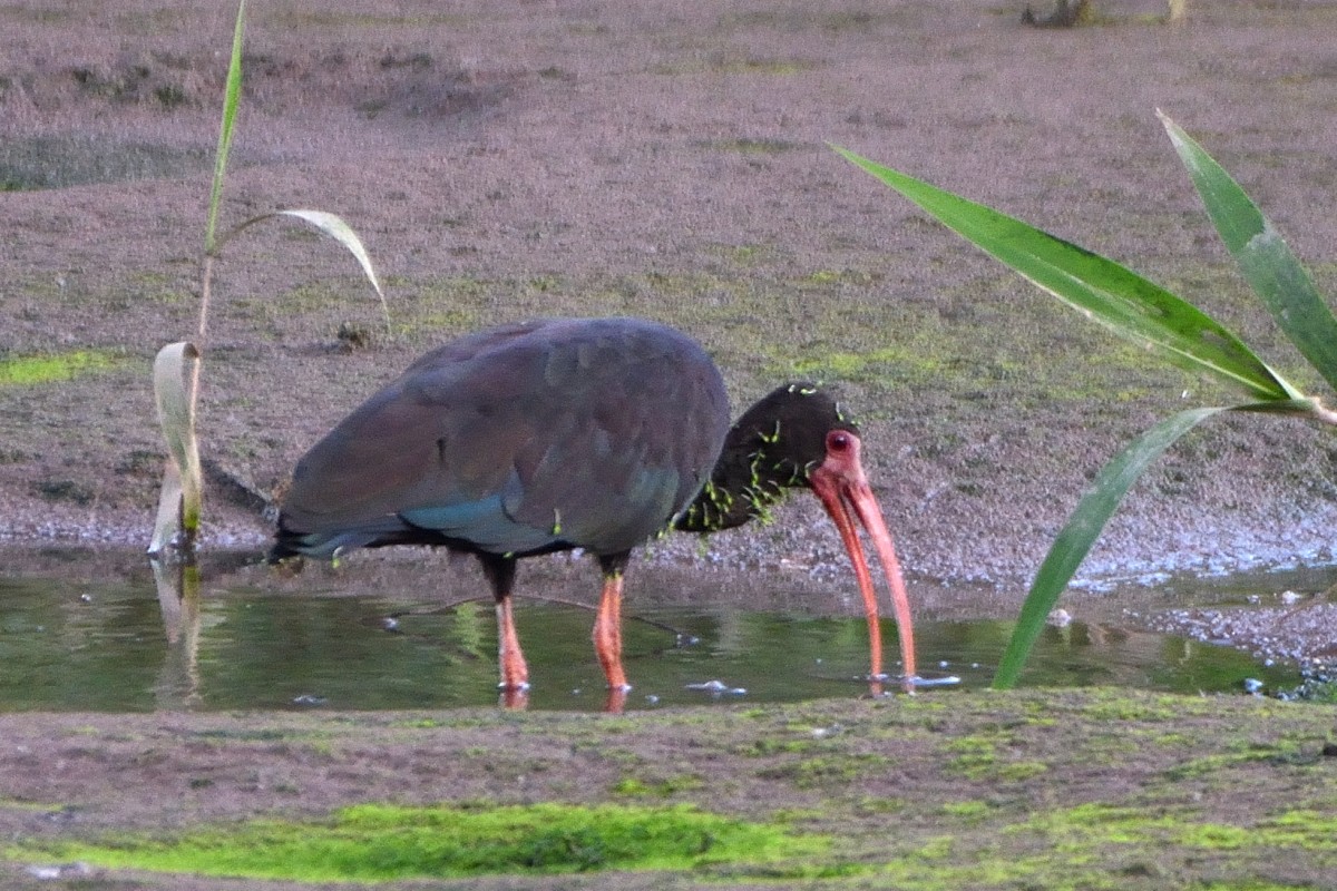 Ibis Afeitado - ML645220111