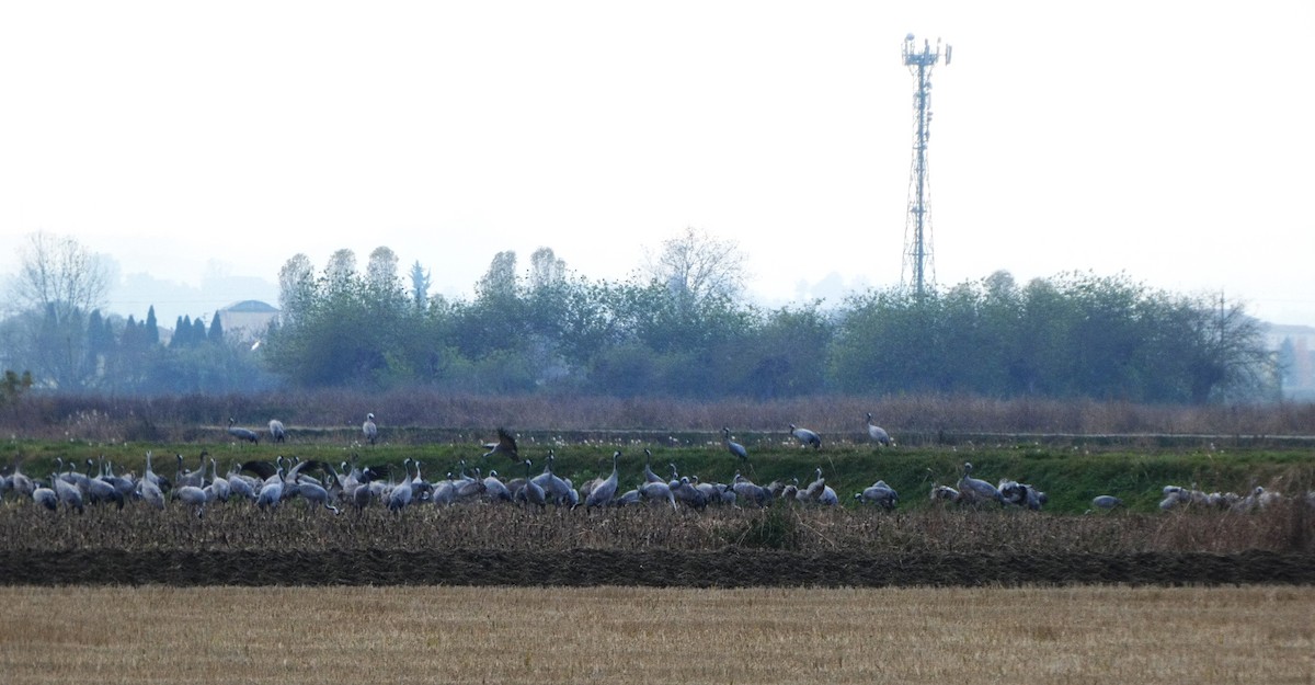 Common Crane - ML645220117