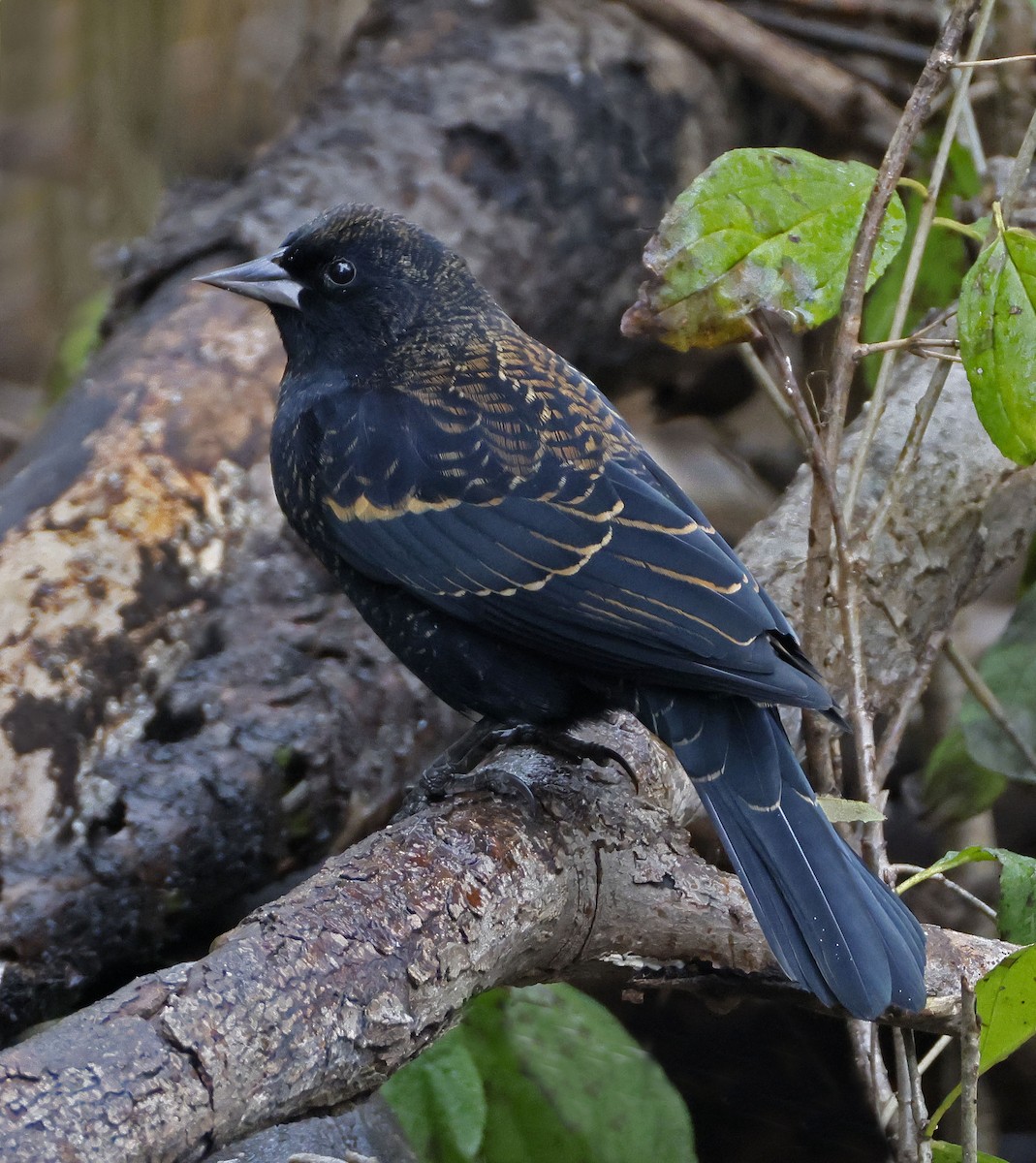 Red-winged Blackbird - ML645220119