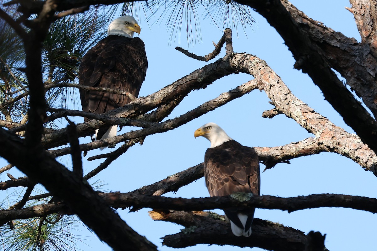 Bald Eagle - ML645220129