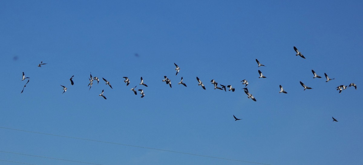 Northern Lapwing - ML645220133
