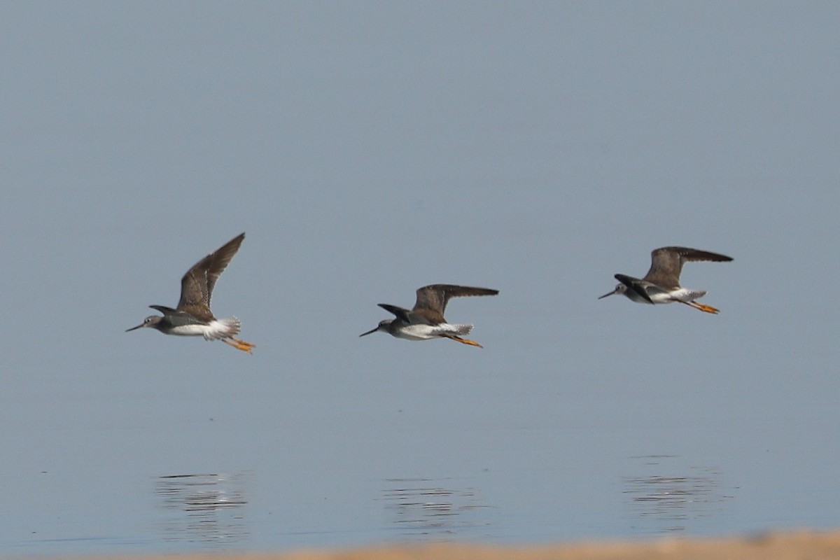 Greater Yellowlegs - ML645220137