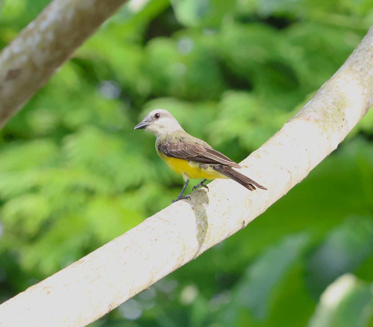 Tropical Kingbird - ML645220158