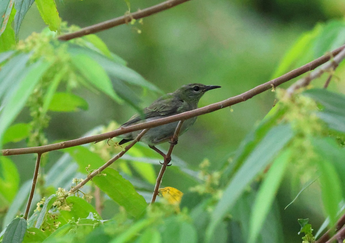 Red-legged Honeycreeper - ML645220164
