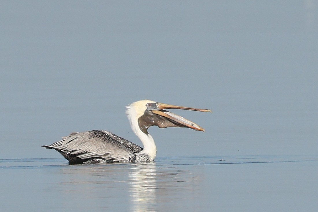 Brown Pelican - ML645220170