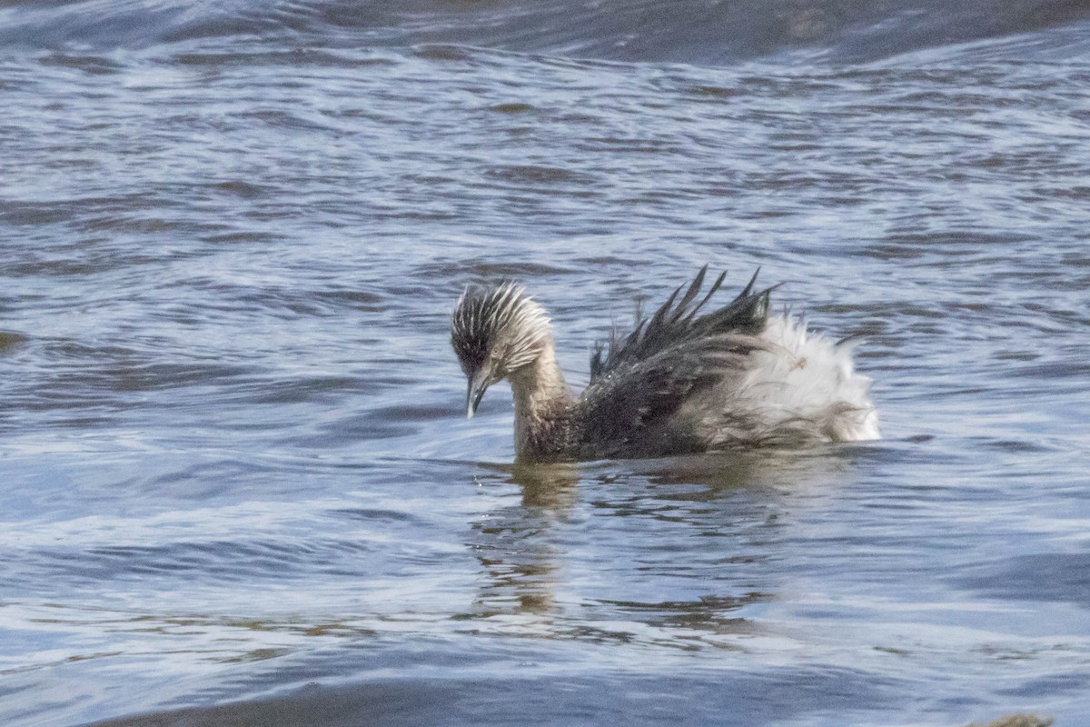 Hoary-headed Grebe - ML645220173