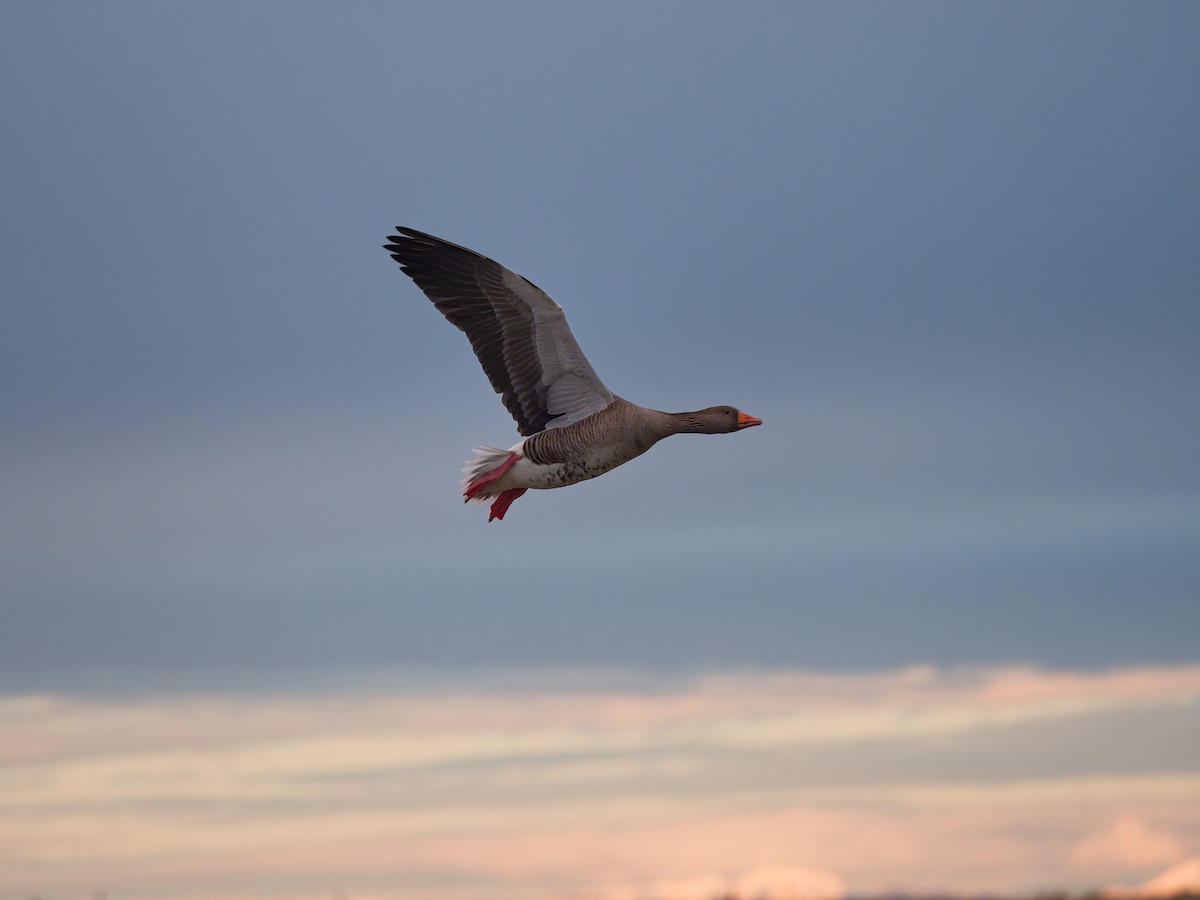Graylag Goose - ML645220176