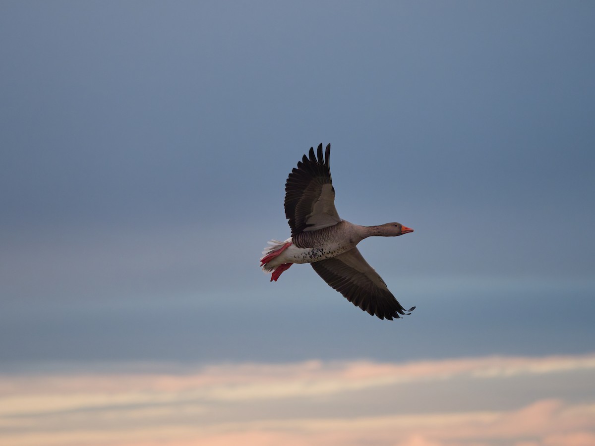 Graylag Goose - ML645220177