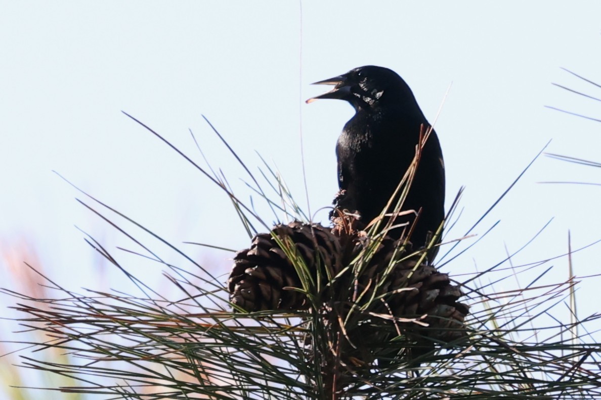 Red-winged Blackbird - ML645220182