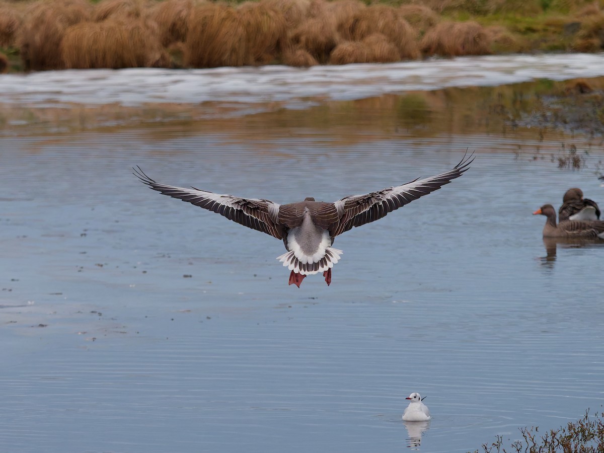 Graylag Goose - ML645220190