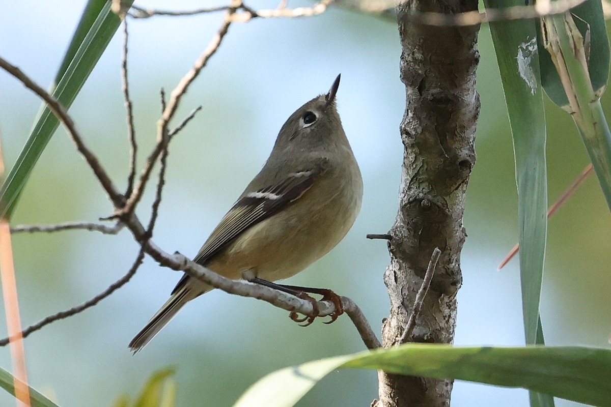 Ruby-crowned Kinglet - ML645220191