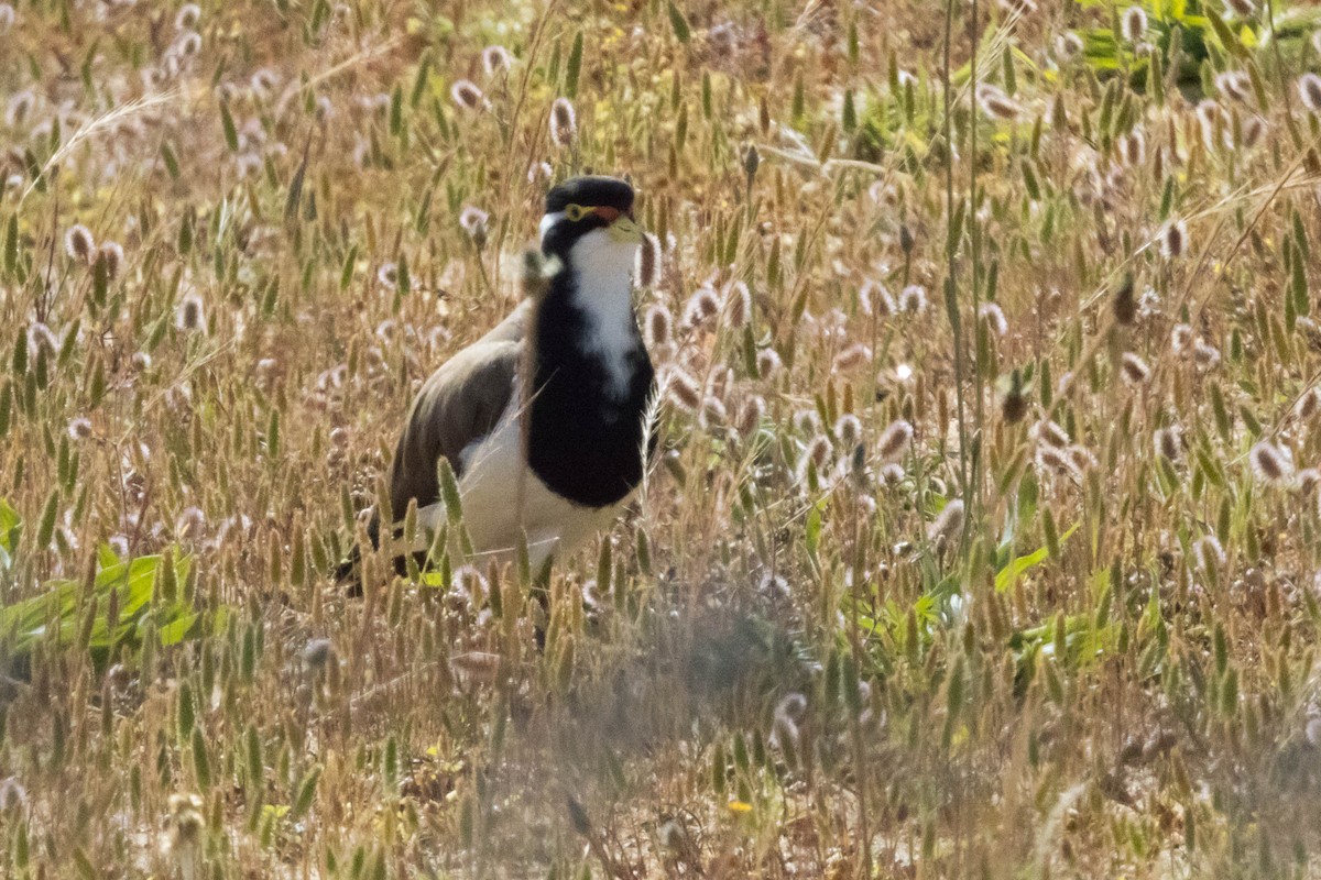 Banded Lapwing - ML645220194