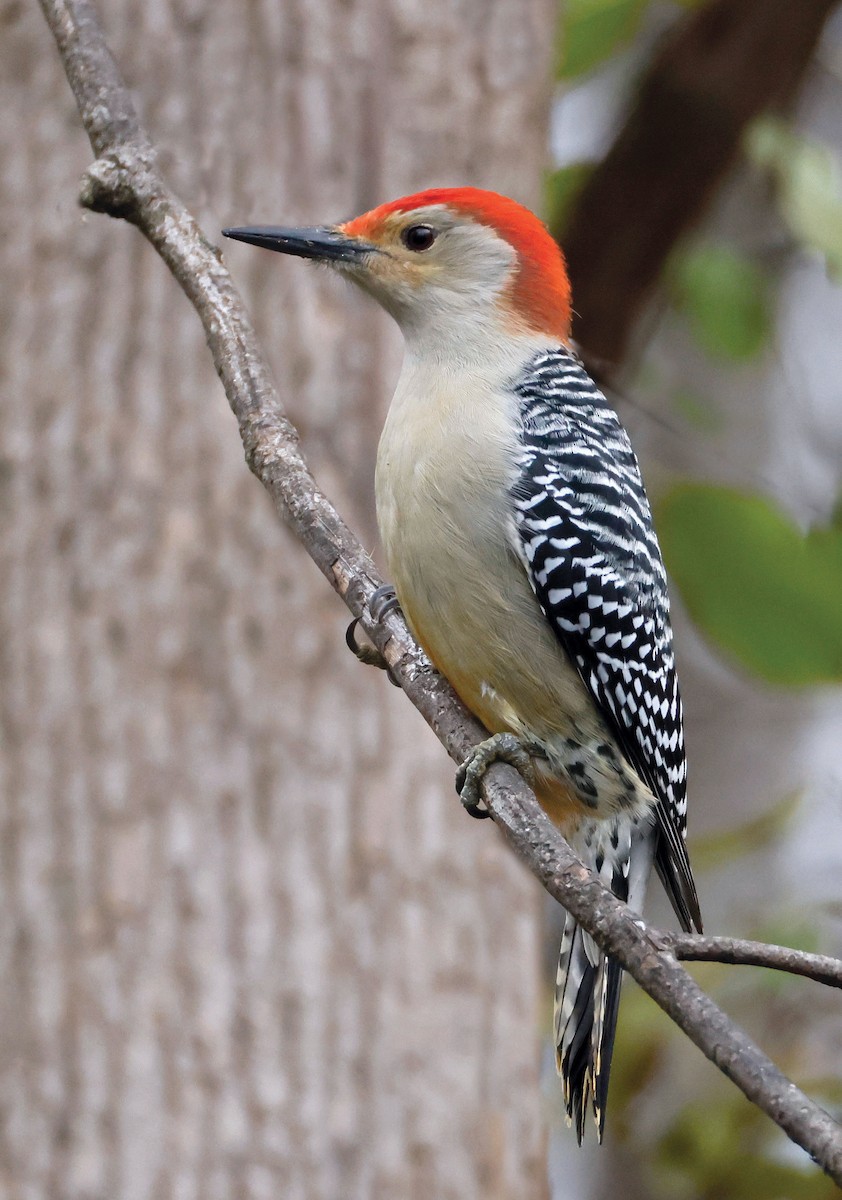Red-bellied Woodpecker - ML645220199