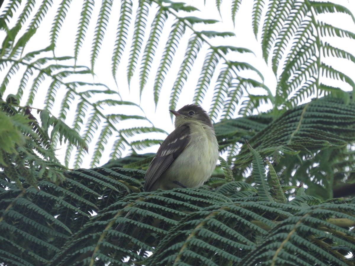 Greater Antillean Elaenia - Garrett MacDonald