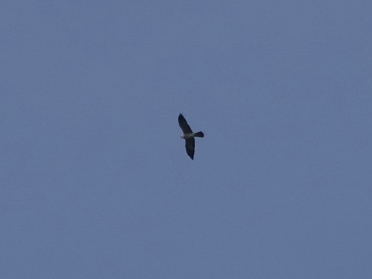 Mississippi Kite - ML645220213