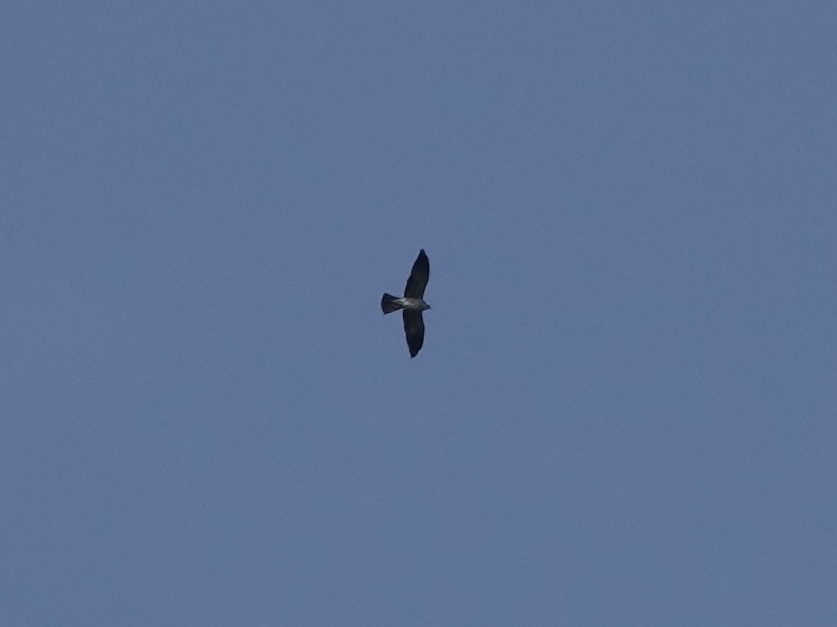 Mississippi Kite - ML645220214