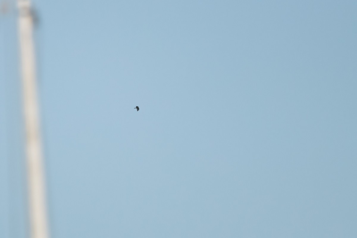 luňák hnědý - ML645220216